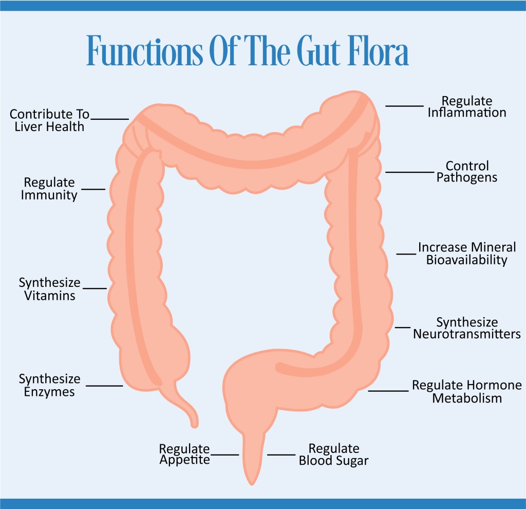 gut-flora-alchetron-the-free-social-encyclopedia