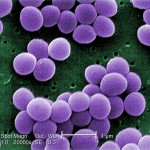 bacteria-cells