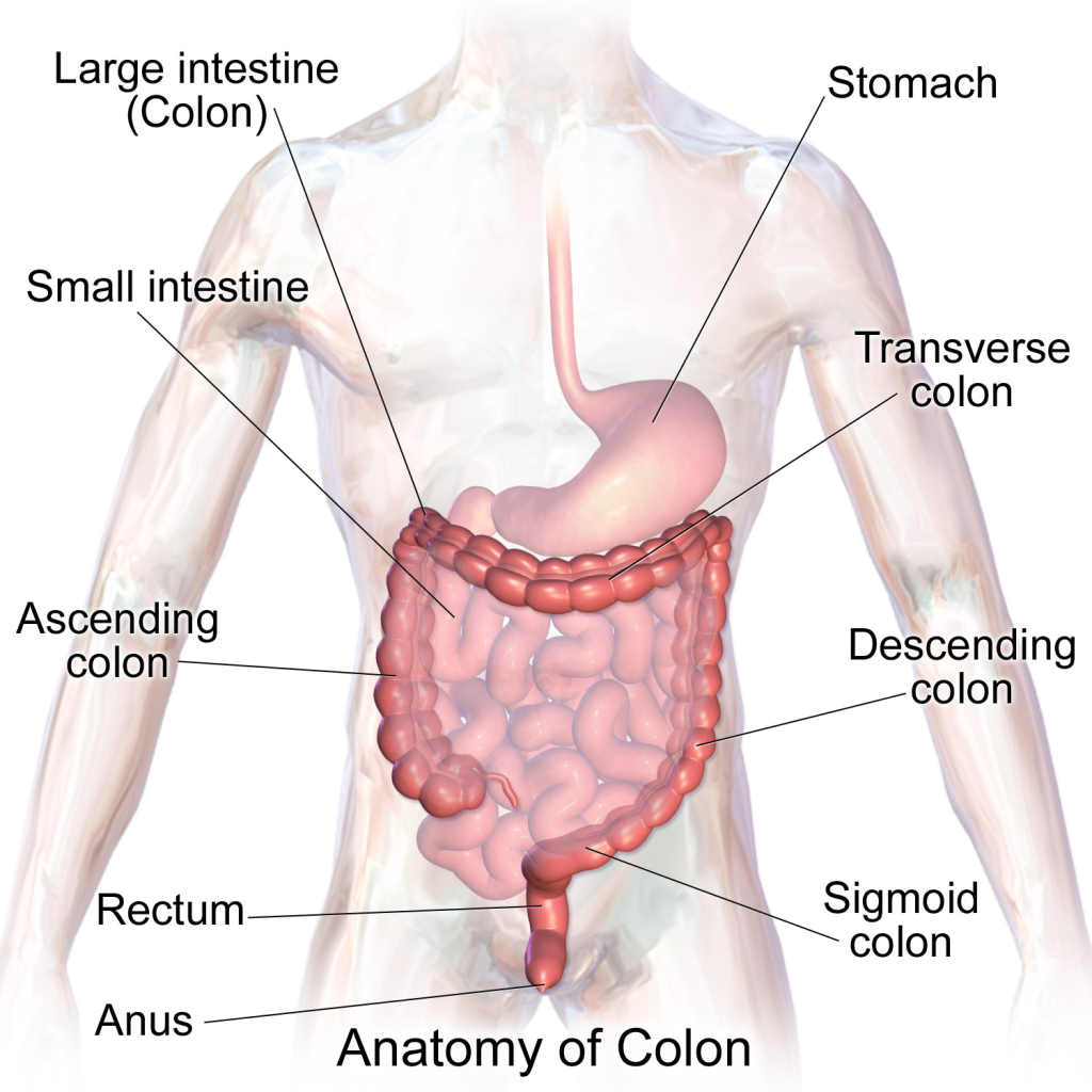 normalcolon-cleanse-your-colon-the-definitive-guide-normalcolon